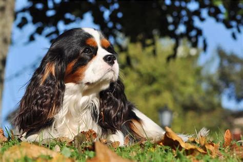 Cavalier King Charles Spaniel Lifespan & Health Issues