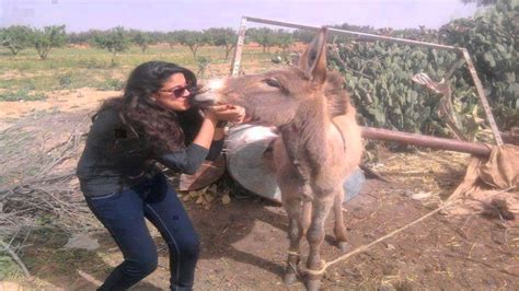 Girl And Donkey Funny Kissing Picture - Girl Kissing Donkey - 1920x1080 ...