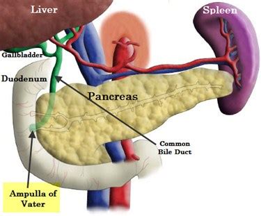 Surgical Oncology Program - Periampullary Carcinoma