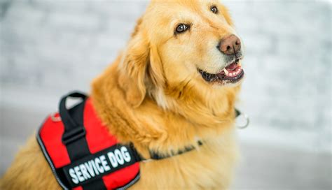 The Different Classifications of Service Animals