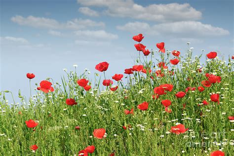 Red Poppy Flowers Spring Season Photograph by Goce Risteski | Fine Art ...