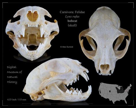 Bobcat Skull Digital Art - Bobcat Skull by Alex Surcica | Cat anatomy, Cat skull, Skull reference