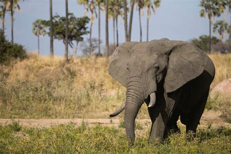 Ruaha National Park | African Quest Safaris