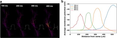 Implementation of the Plateau Potential. (a) Membrane depolarization at ...