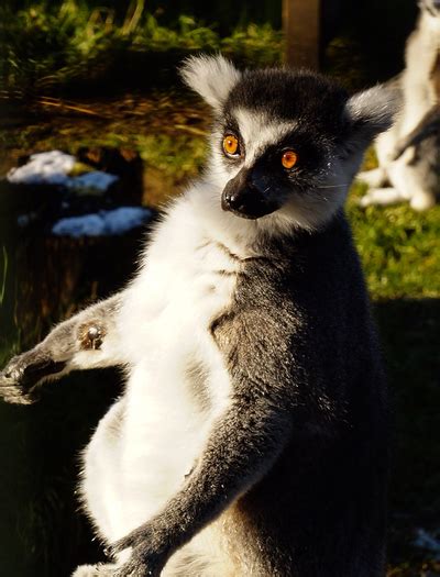 Five Sisters Zoo - Scotlandpixs