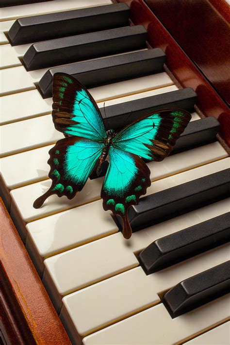 Butterfly On Piano Keys Photograph by Garry Gay