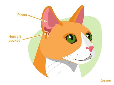 Cat Anatomy Guide - Cats.com