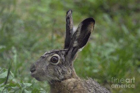 European hare 3 Photograph by Esko Lindell - Fine Art America