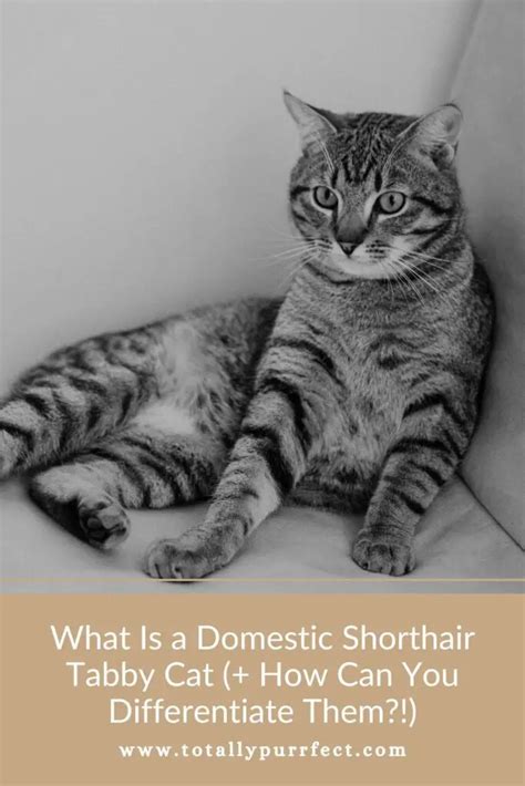 What Is a Domestic Shorthair Tabby Cat? (+ How To Differentiate)