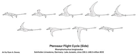 Pterosaur Flight by BattlingBeasts on DeviantArt