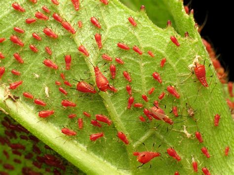 Red Aphids - A-Z Animals