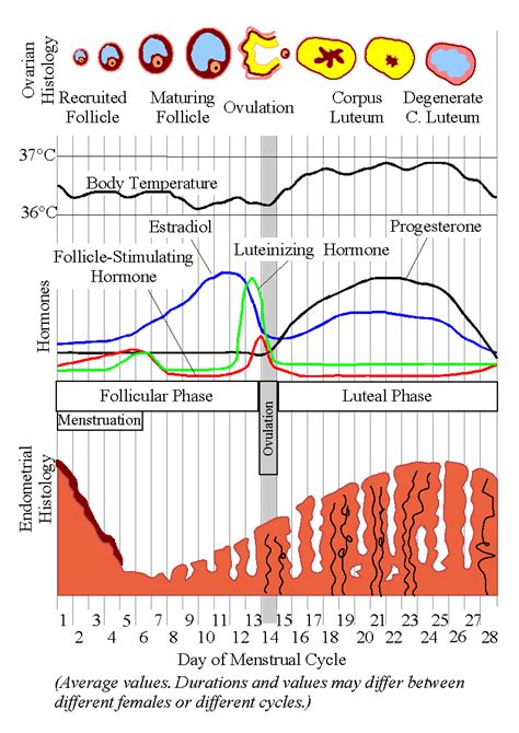 Menstruation - wikidoc