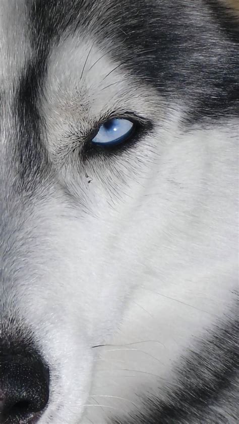 Blue Wolf Eyes Wallpapers - Top Free Blue Wolf Eyes Backgrounds ...