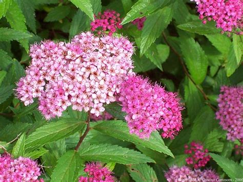 Growing and Planting Spirea | Spirea Care Guide | Balcony Garden Web