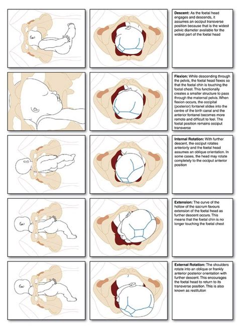 Why The Birthing Position Is Not Ideal For A Healthy Delivery - ONYOsteopathy New York, P.C.