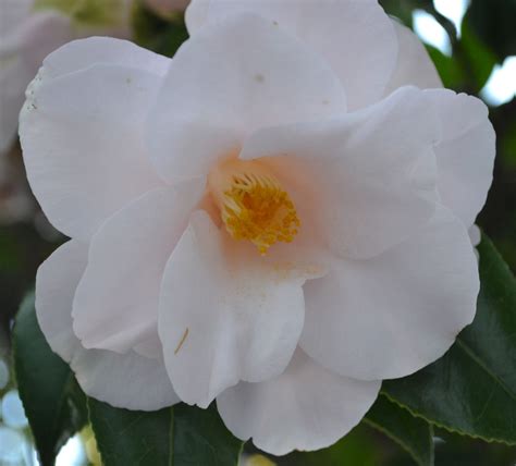 White Camellia White Camellia, Some Ideas, Garden, Plants, Garten, Lawn And Garden, Gardens ...