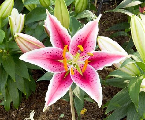 Stargazer Lily Buying & Growing Guide - Trees.com | Stargazer lily ...