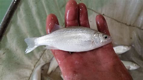 Hybrid Striped Bass For Sale, Hybrid Striped Bass in Aquaponics, Hybrid ...