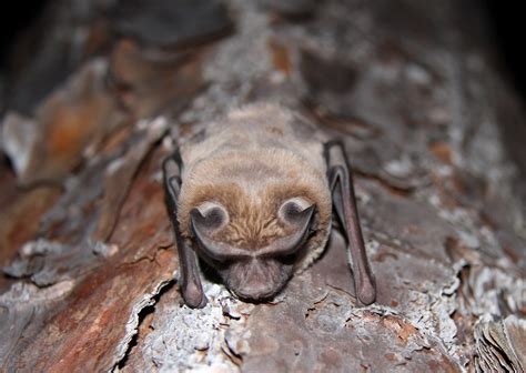 Findings help conserve endangered bonneted bats - UF/IFAS North Florida ...