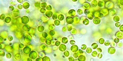 Algae Chlorella Benefits | Value Food