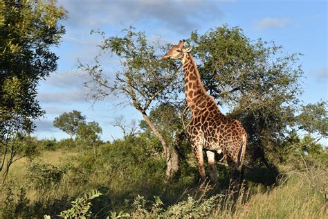 Annie Writes.: Kruger National Park: The Animals