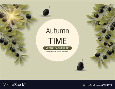 Olive tree branch Royalty Free Vector Image - VectorStock