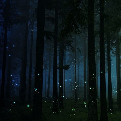 firefly forest | Forest, Firefly, Scenery