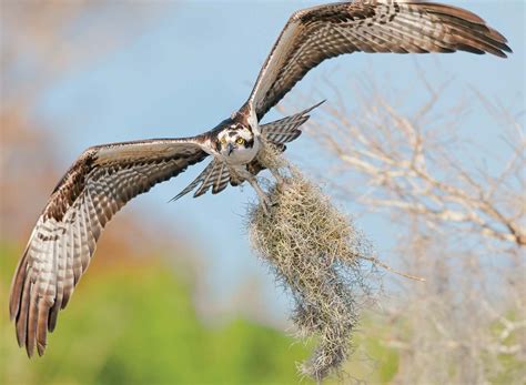 Osprey | Fish-eating, Migration, Conservation | Britannica