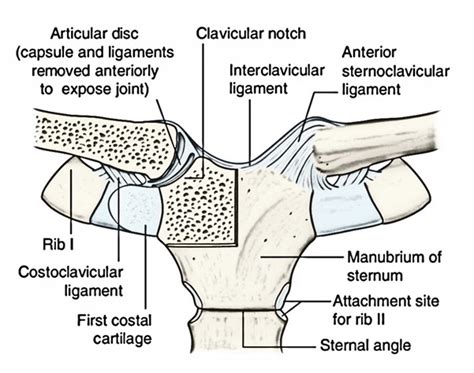 Clavicular Notch