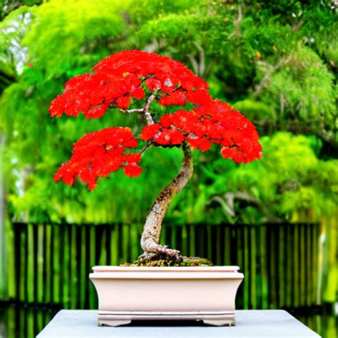 Royal Poinciana Bonsai | Flame Tree Care & Growing Guide