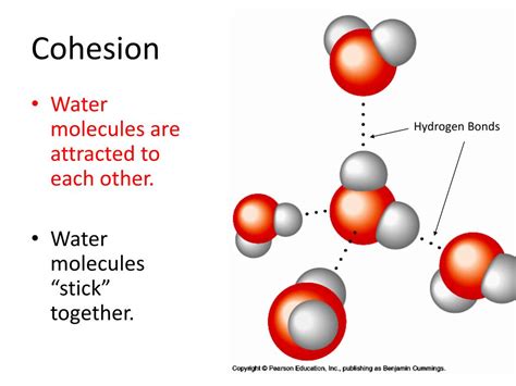 PPT - Properties of Water PowerPoint Presentation, free download - ID ...