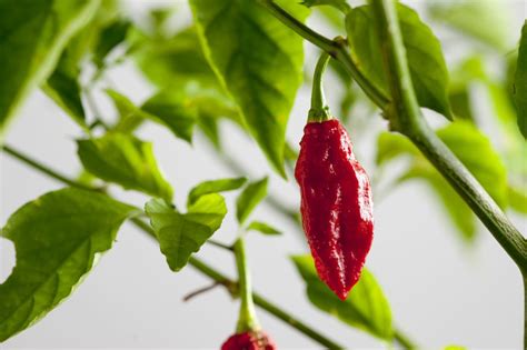 How to Grow Ghost Pepper Plants