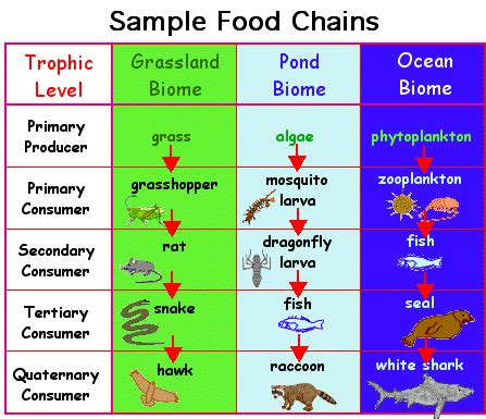 Senthil Kumar: [Env] Food Chain and Food Web