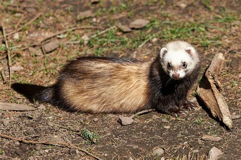 Polecats Unveiled: Sleek Predators in the Countryside (Mustela Putorius ...