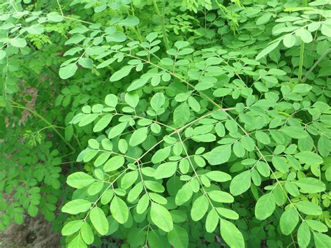 Moringa Leaves | Moringa so nutritious! | Pinterest | Moringa leaves ...