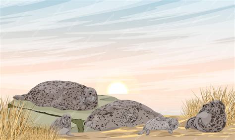 Premium Vector | A group of harbor seals with pups lies on the sandy seashore realistic vector ...