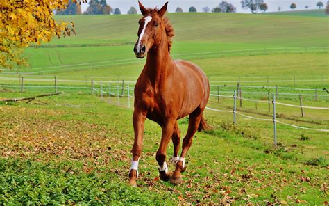 Red Horse Wallpapers - Wallpaper Cave