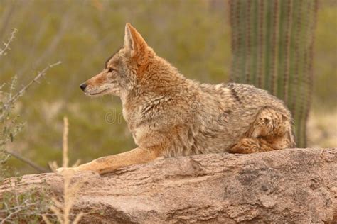 Coyote Che Riposa Sulla Roccia Del Deserto Immagine Stock - Immagine di canino, mammifero: 20130937