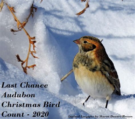 Christmas Bird Count – LAST CHANCE AUDUBON SOCIETY