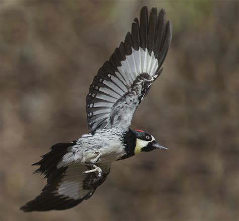 Acorn Woodpecker | San Diego Bird Spot