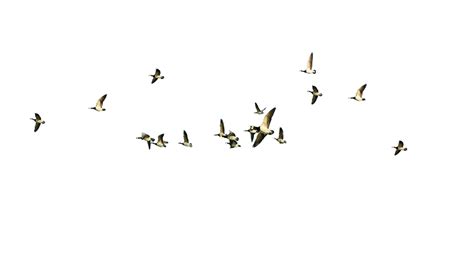 Bird flight Bird flight - Flying geese png download - 5165*3046 - Free Transparent Bird png ...