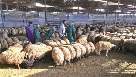 Initiative to promote local production and subsidised sheep meat prices | What's Goin On Qatar