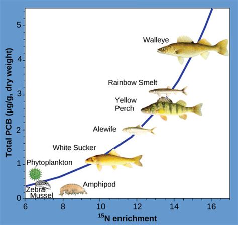 Aquatic Ecosystem Food Web