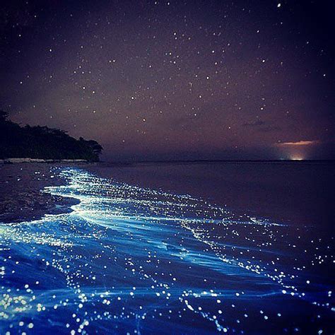 欢迎您！ | Bioluminescent bay, Beautiful places to travel, Amazing nature