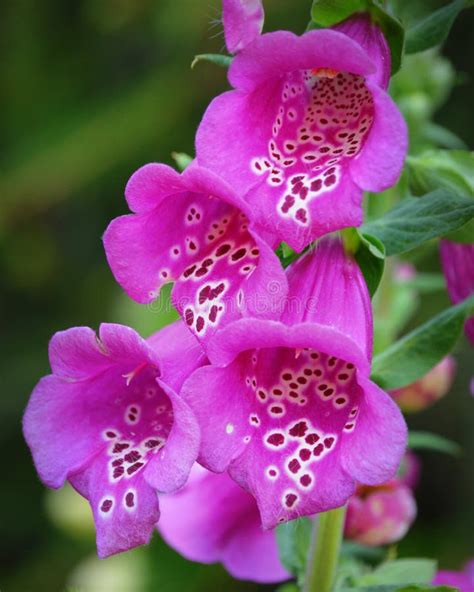 Pink Spotted Foxglove stock image. Image of botany, bloom - 45206919