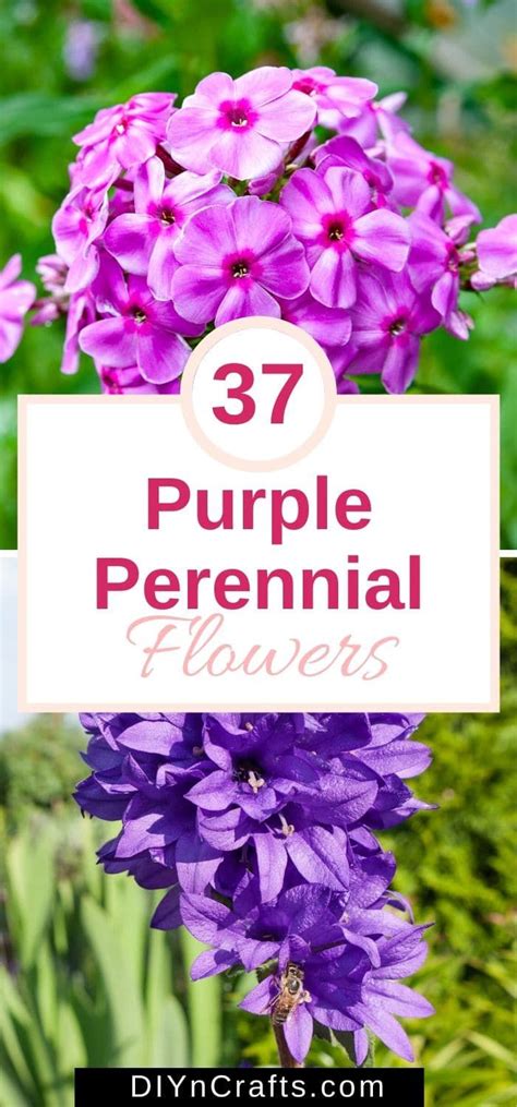 Plant these gorgeous purple perennials and enjoy an effortless yearly ...