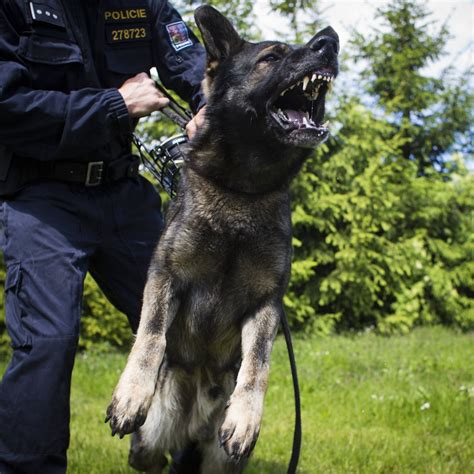 Why Are German Shepherds Police Dogs