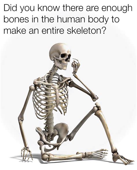 an entire skeleton : r/memes