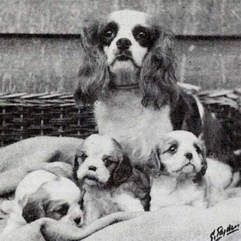 Cavalier King Charles Spaniel History: How the Breed Began