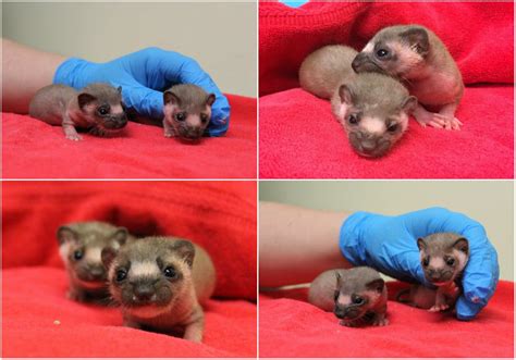 Two (Adorable) Baby Weasels Rescued From Peninsula Hiking Trail | Burlingame, CA Patch